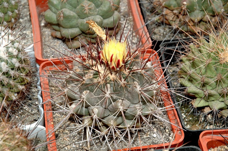 DSC_1361.jpg