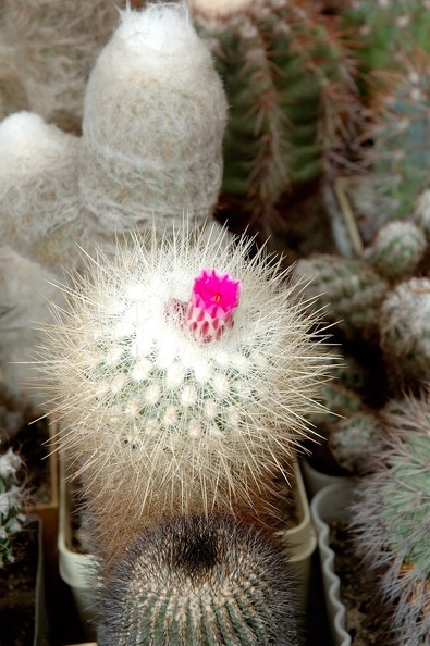 DSC_1372.jpg