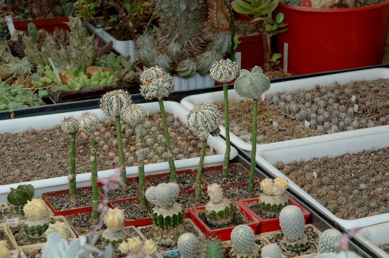 DSC_1376.jpg