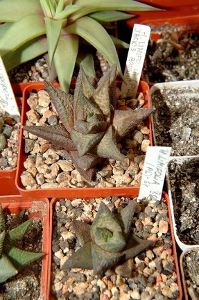 Коллекция Игоря и Елены Сытник (Харьков)