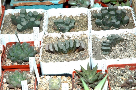 Коллекция Игоря и Елены Сытник (Харьков)