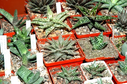 Коллекция Игоря и Елены Сытник (Харьков)