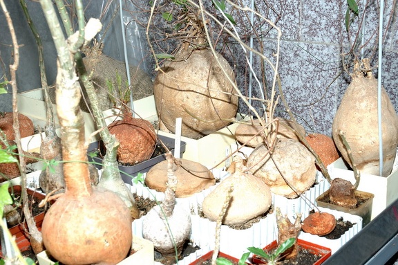 Коллекция Игоря и Елены Сытник (Харьков)