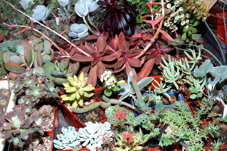 DSC_1407.jpg