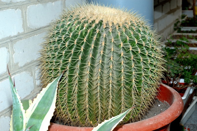 DSC_1412.jpg