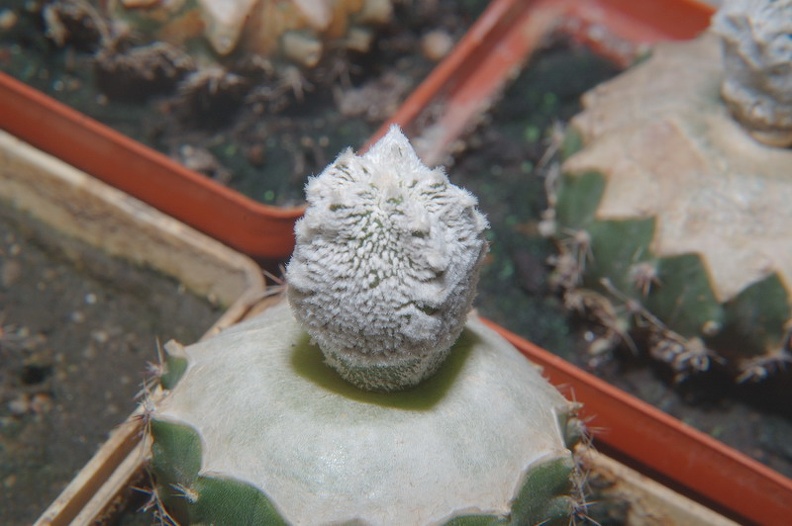 DSC_1423.jpg