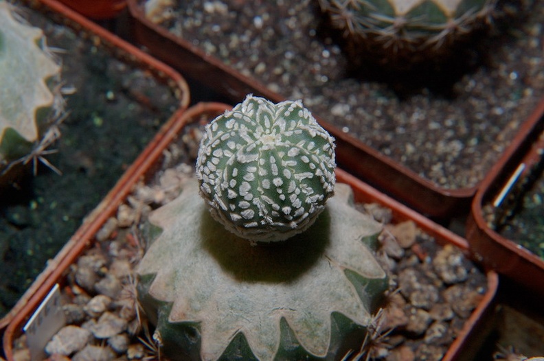 DSC_1424.jpg
