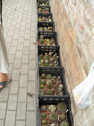 Коллекция Александра Животенко (Ирпень)