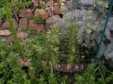 Коллекция Александра Животенко (Ирпень)