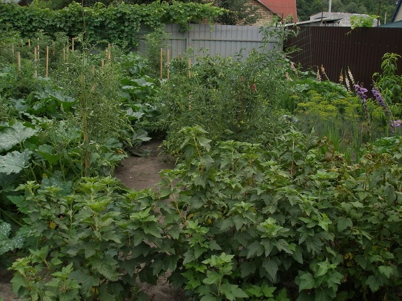 Коллекция Александра Животенко (Ирпень)