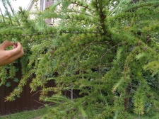 Коллекция Александра Животенко (Ирпень)