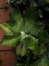 Коллекция Александра Животенко (Ирпень)