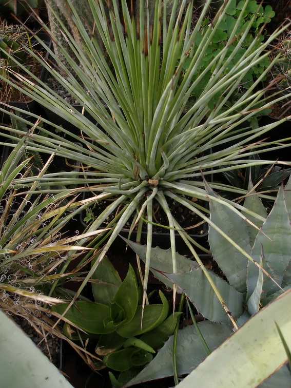 Коллекция Александра Животенко (Ирпень)