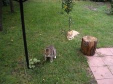 Коллекция Александра Животенко (Ирпень)