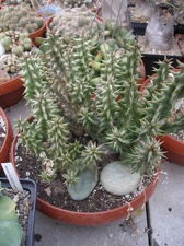 Коллекция Александра Животенко (Ирпень)