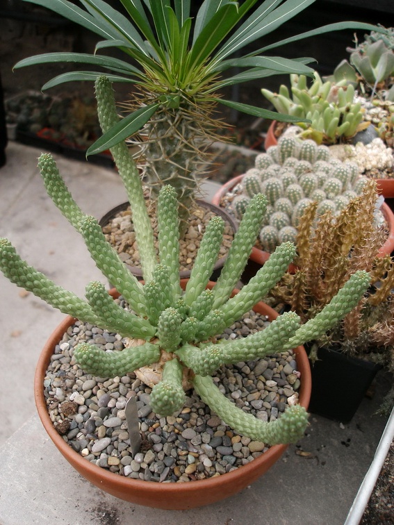 Коллекция Александра Животенко (Ирпень)