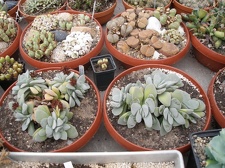 Коллекция Александра Животенко (Ирпень)