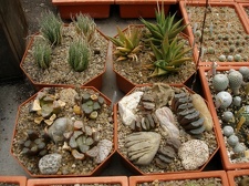 Коллекция Александра Животенко (Ирпень)