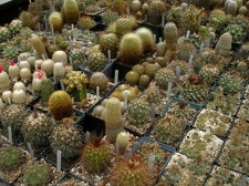 Коллекция Александра Животенко (Ирпень)