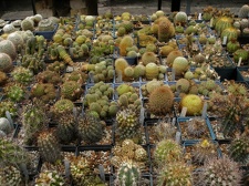 Коллекция Александра Животенко (Ирпень)