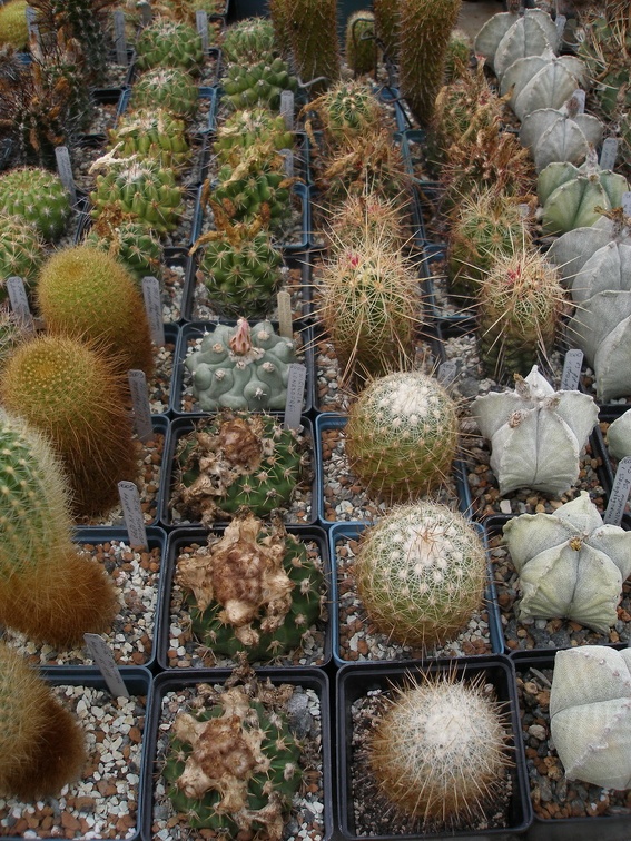 Коллекция Александра Животенко (Ирпень)