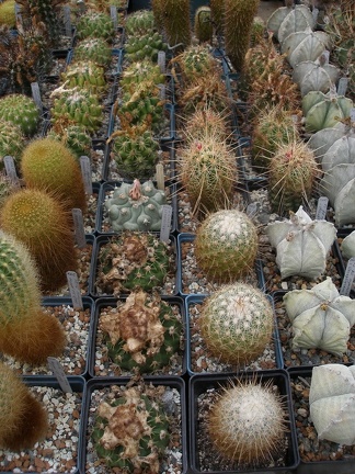 Коллекция Александра Животенко (Ирпень)