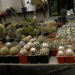 Фото коллекции Александра Животенко (г. Ирпень)