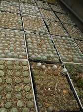 Коллекция Александра Животенко (Ирпень)