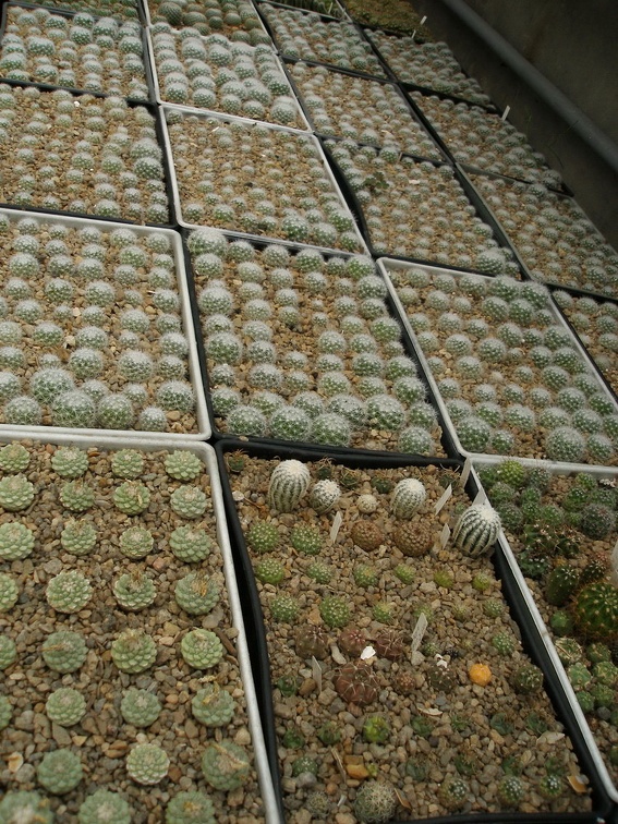 Коллекция Александра Животенко (Ирпень)