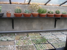 Коллекция Александра Животенко (Ирпень)