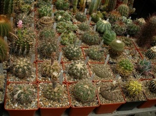 Коллекция Александра Животенко (Ирпень)