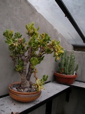 Коллекция Александра Животенко (Ирпень)