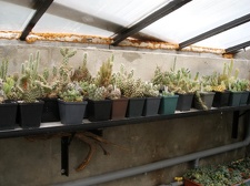 Коллекция Александра Животенко (Ирпень)