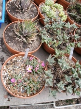 Коллекция Александра Животенко (Ирпень)