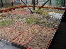 Коллекция Александра Животенко (Ирпень)