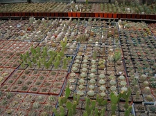 Коллекция Александра Животенко (Ирпень)