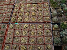 Коллекция Александра Животенко (Ирпень)