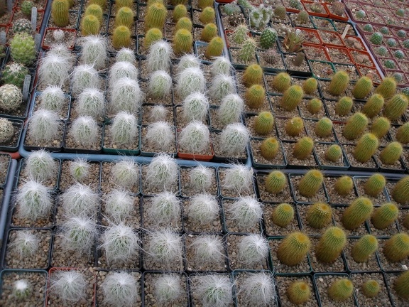 Коллекция Александра Животенко (Ирпень)