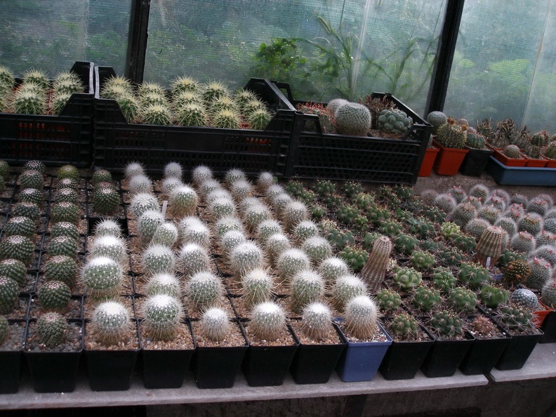 PA060133.JPG