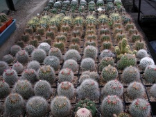 Коллекция Александра Животенко (Ирпень)