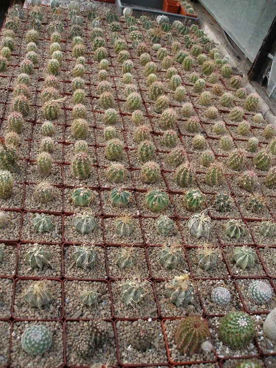 Коллекция Александра Животенко (Ирпень)