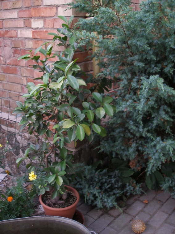 Коллекция Александра Животенко (Ирпень)