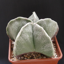 Astrophytum microstigma