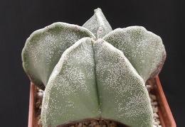 Astrophytum microstigma