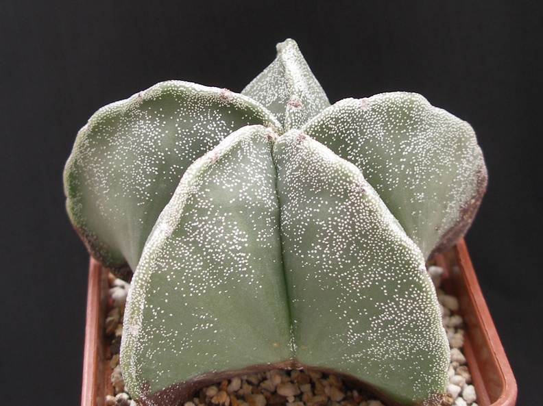 Astrophytum microstigma