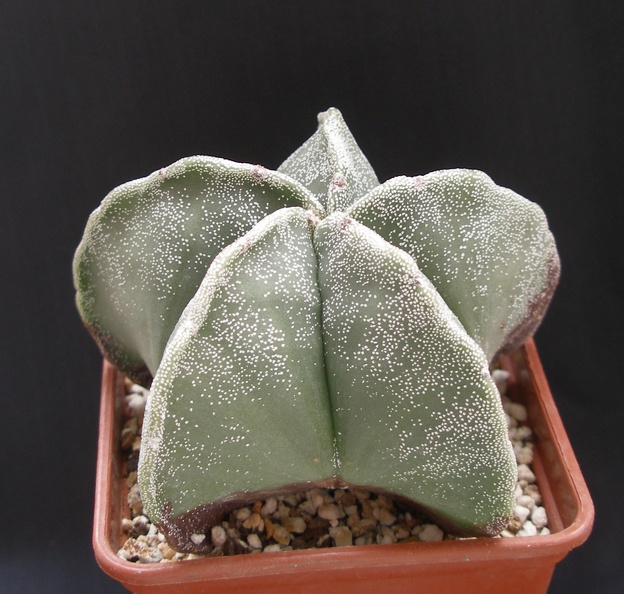 Astrophytum_microstigma.JPG