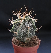Astrophytum ornatum