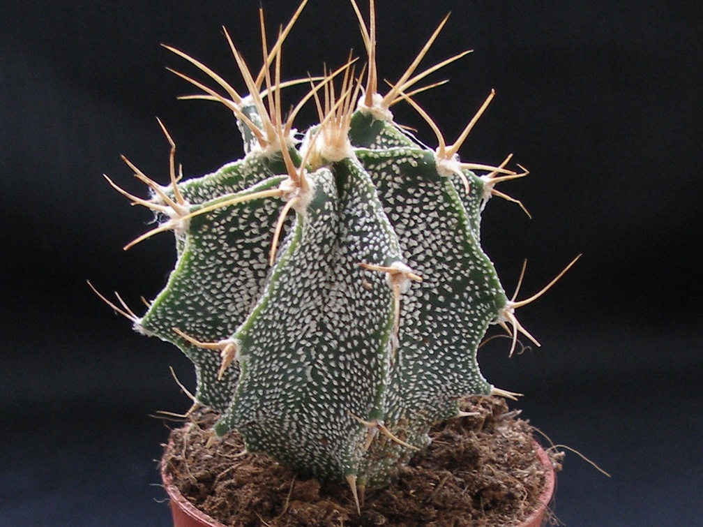 Astrophytum ornatum