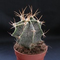Astrophytum ornatum