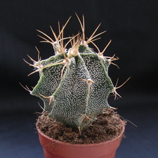 Astrophytum ornatum